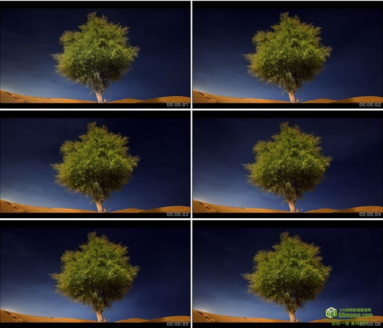 YC0251-蓝天下的大树大漠胡杨沙漠/中国高清实拍视频素材下载