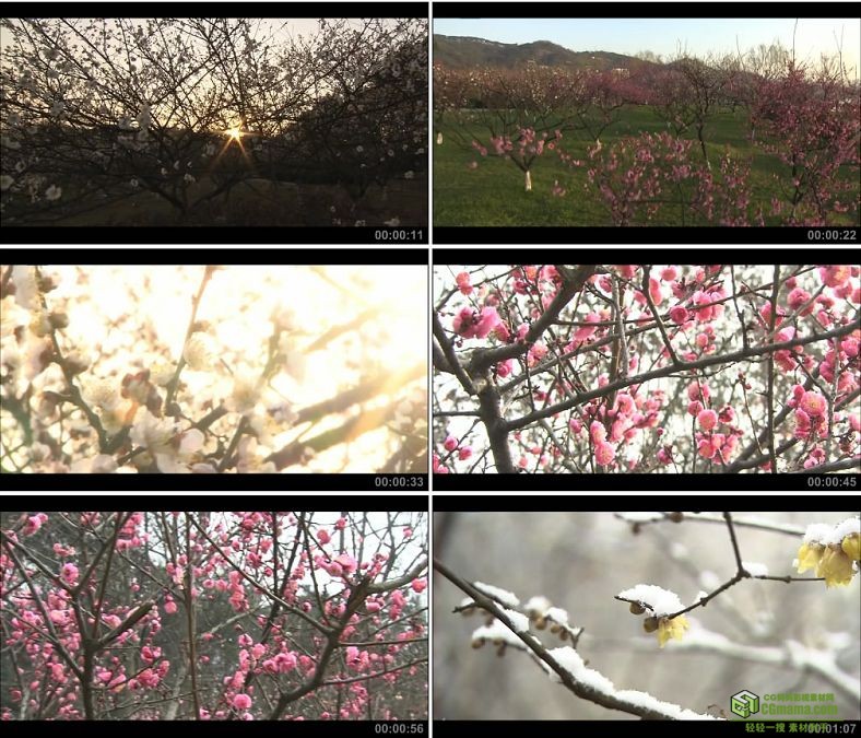 YC0253-梅花梅花园/梅园/梅树/中国高清实拍视频素材下载