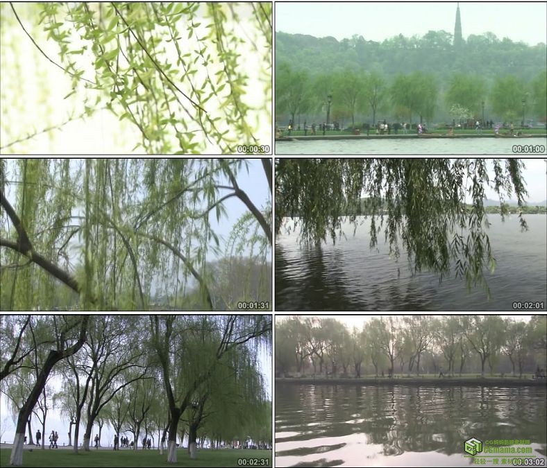 YC0259-杨柳依依柳花柳树垂柳西湖边的柳树/中国高清实拍视频素材下载
