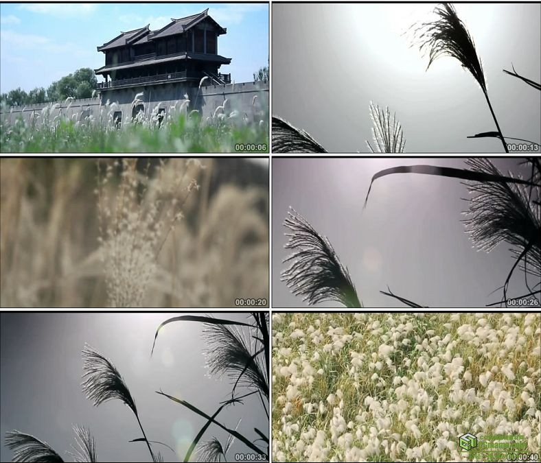 YC0500-中国古城卢穗芦花漫天飞舞高清实拍视频素材下载