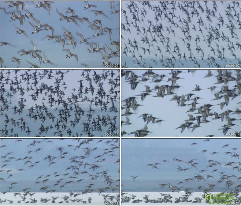 YC0506-一群漫天飞的候鸟中国高清实拍视频素材下载