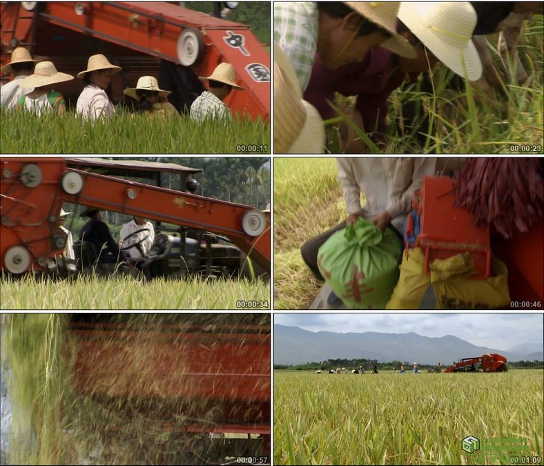 YC0511-收割机收割水稻农民收割粮食中国农业高清实拍视频素材下载