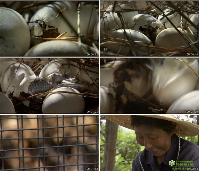 YC0514-划船的农民鳄鱼蛋捕获小鳄鱼中国高清实拍视频素材下载