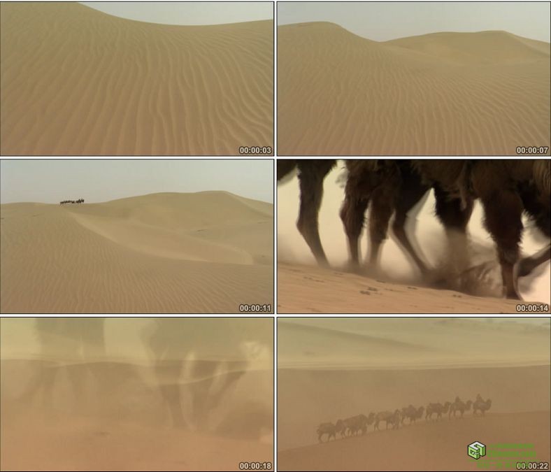 YC0543-沙漠商队骆驼丝绸之路沙漠之舟中国高清实拍视频素材下载