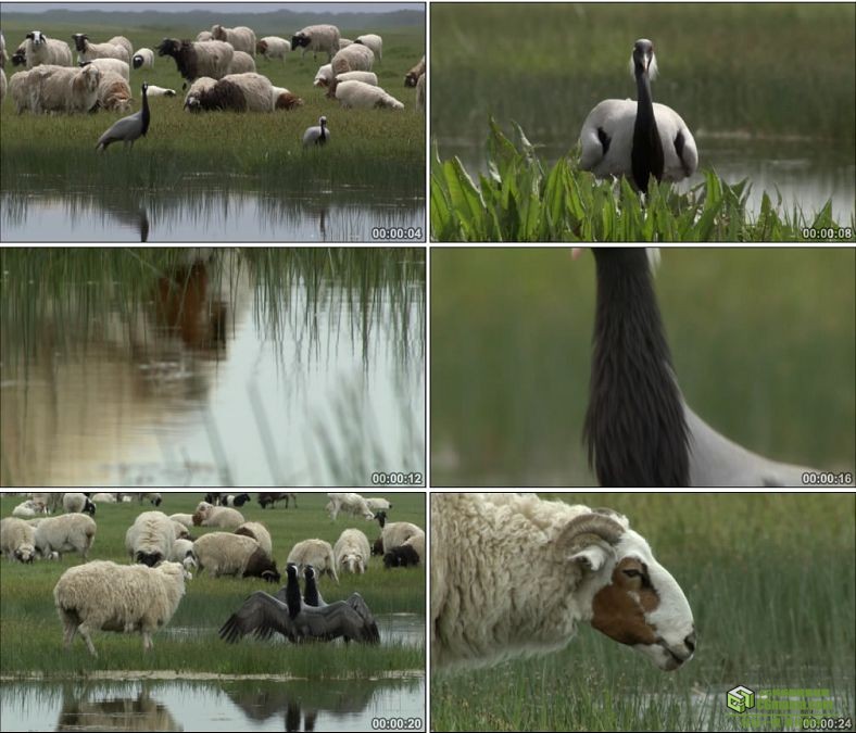 YC0549-草原上的羊群绵羊吃草放牧鸟类中国高清实拍视频素材下载
