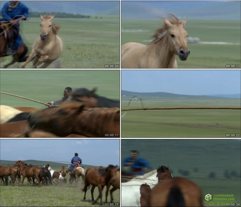 YC0554-草原蒙古族套马的汉子驯服野马奔驰的骏马中国高清实拍视频素材下载