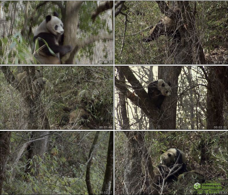 YC0566-国宝野外野生大熊猫上树玩耍打架中国高清实拍视频素材下载