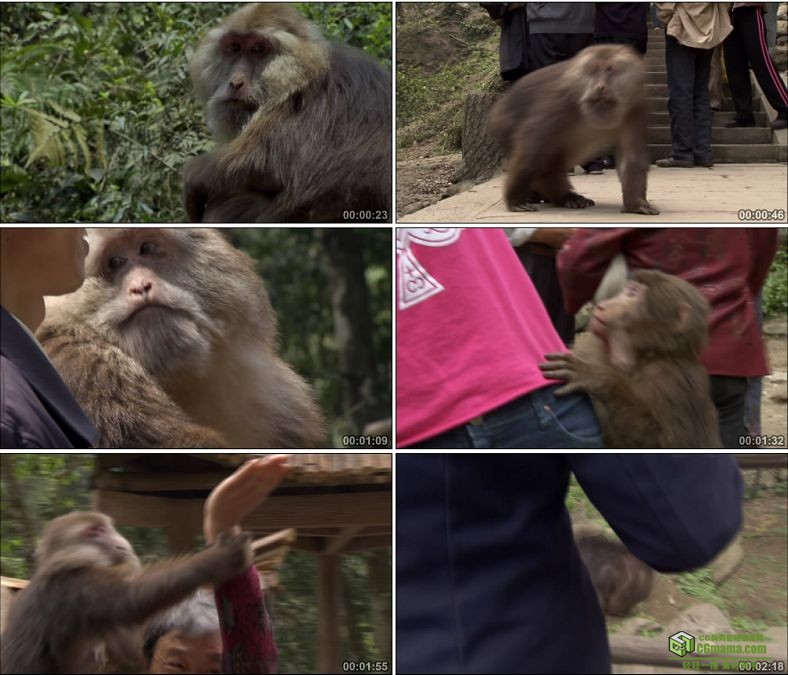YC0568-峨眉山猴子游人游客中国高清实拍视频素材下载