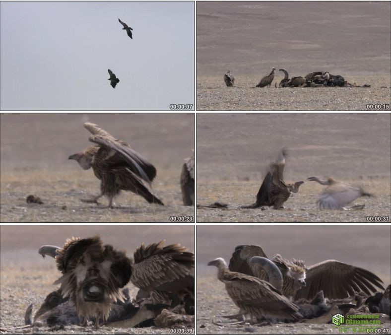 YC0577-秃鹫吃动物尸体吃尸体的鸟类中国高清实拍视频素材下载