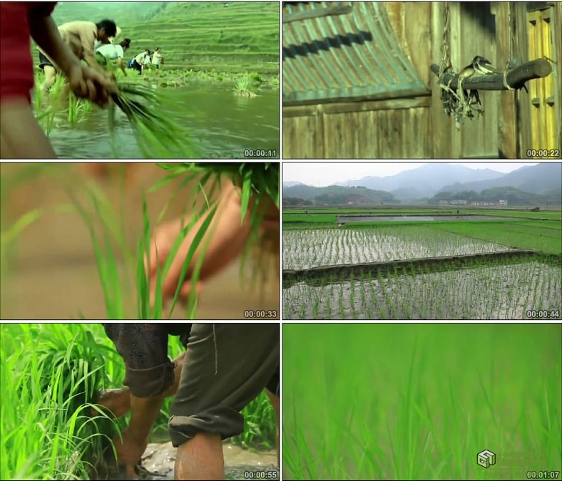 YC0600-稻田劳作水稻插秧耕地播种中国高清实拍视频素材下载