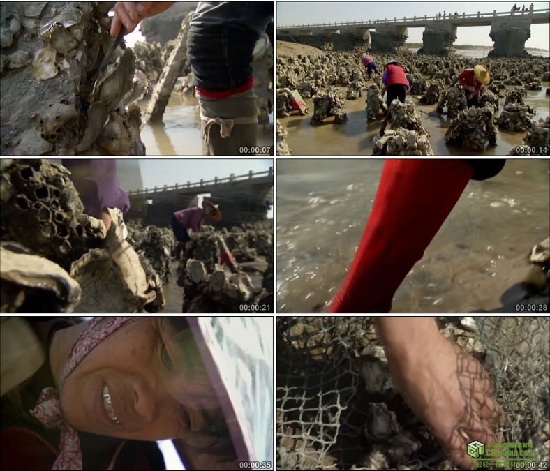 YC0717-农村乡间妇女劳作挖贝壳中国高清实拍视频素材下载