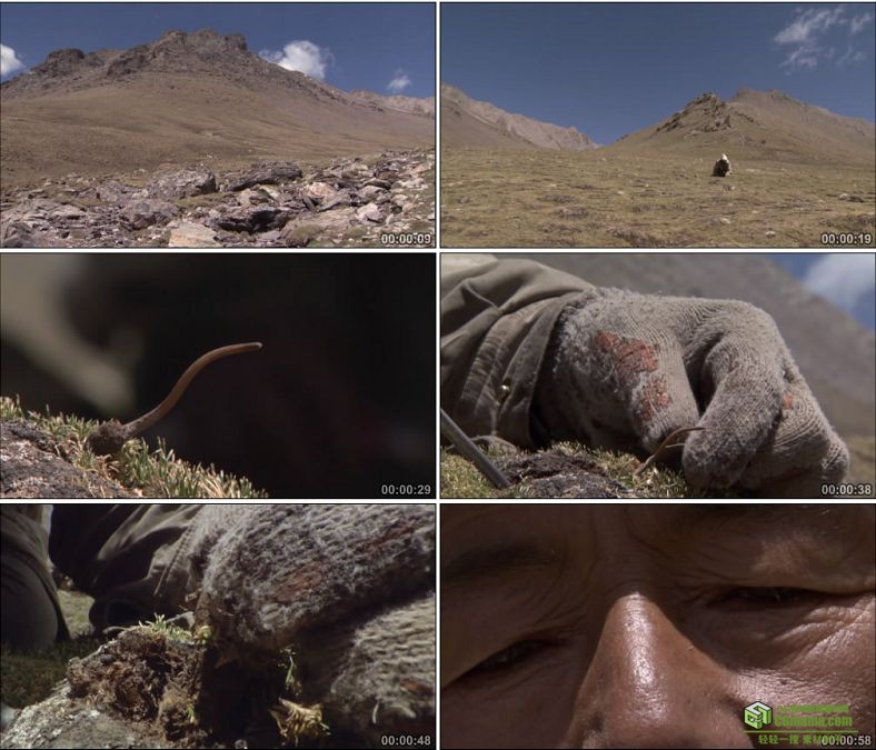 YC0803-青藏高原西藏藏民挖冬虫夏草中药中国高清实拍视频素材下载