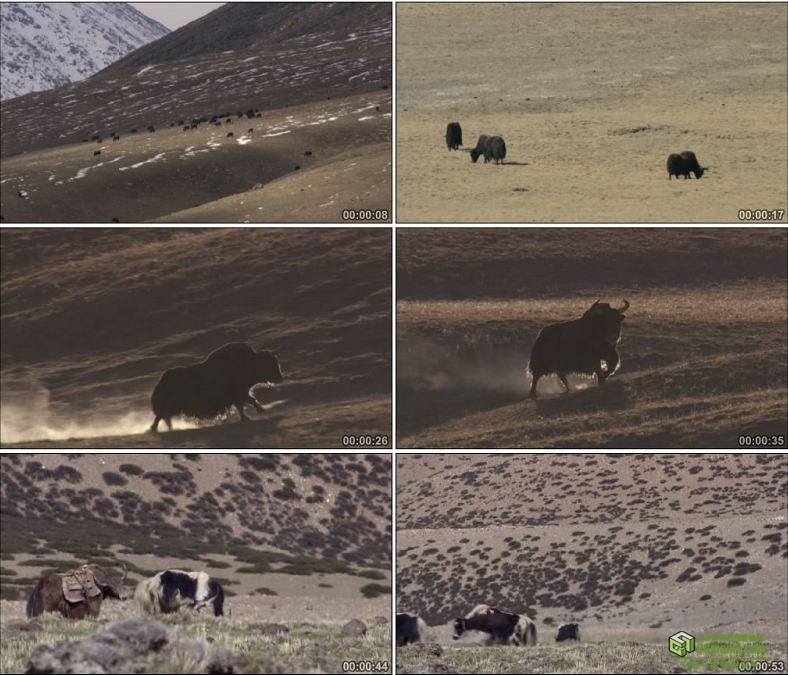 YC0805-西藏牦牛青藏高原中国高清实拍视频素材下载