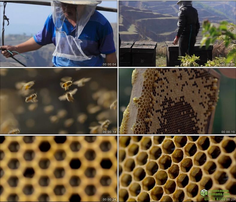 YC0830-蜂农职业养蜂人养殖蜜蜂蜂巢酿蜜蜂蜜中国高清实拍视频素材下载