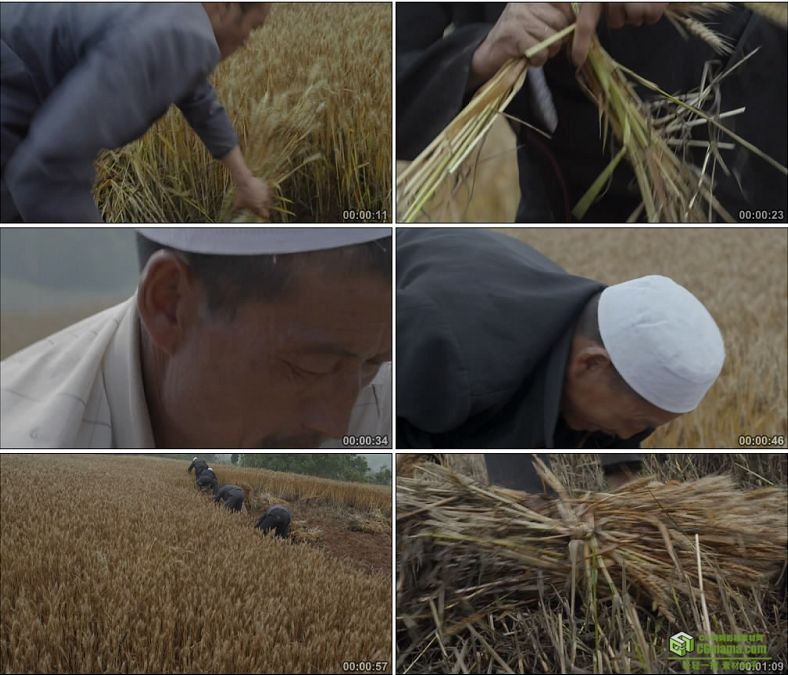 YC0831-收割机收割粮食农民镰刀收割麦子农业生产中国高清实拍视频素材下载