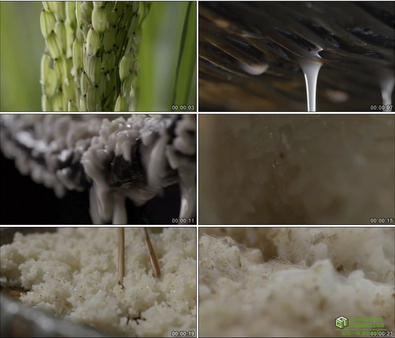 YC0836-稻子水稻大米特写中国传统发酵稻米制作酸糯米高清实拍视频素材下载