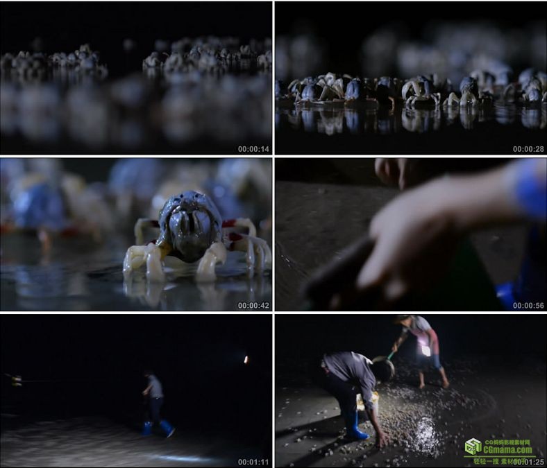 YC0840-渔民海滩捕捉小沙蟹河蟹螃蟹中国高清实拍视频素材下载