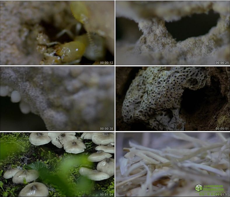 YC0882-鲜美菌类美食鸡枞蘑菇白蚁采摘炒菜高清实拍视频素材