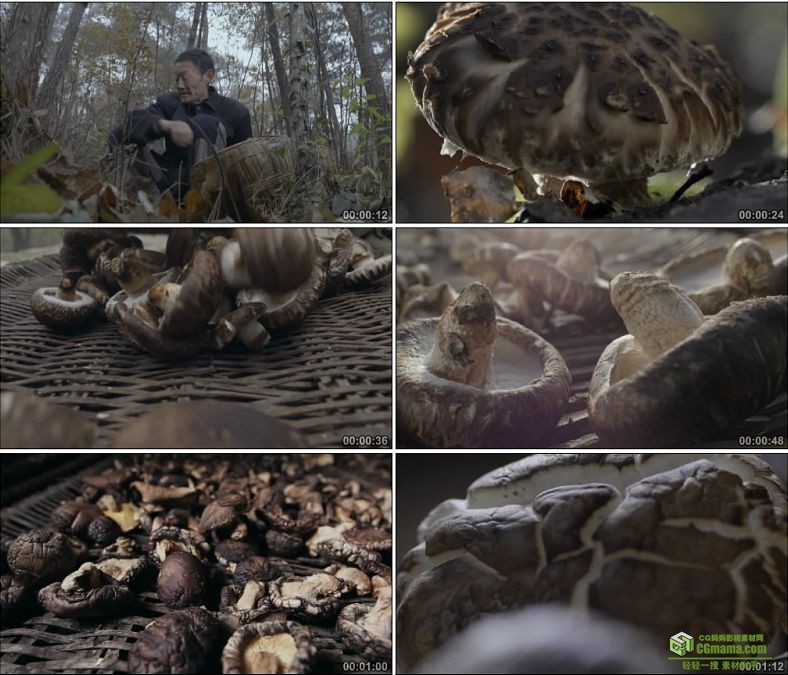YC0897-野生香菇的采摘晾晒蘑菇干高清实拍视频素材