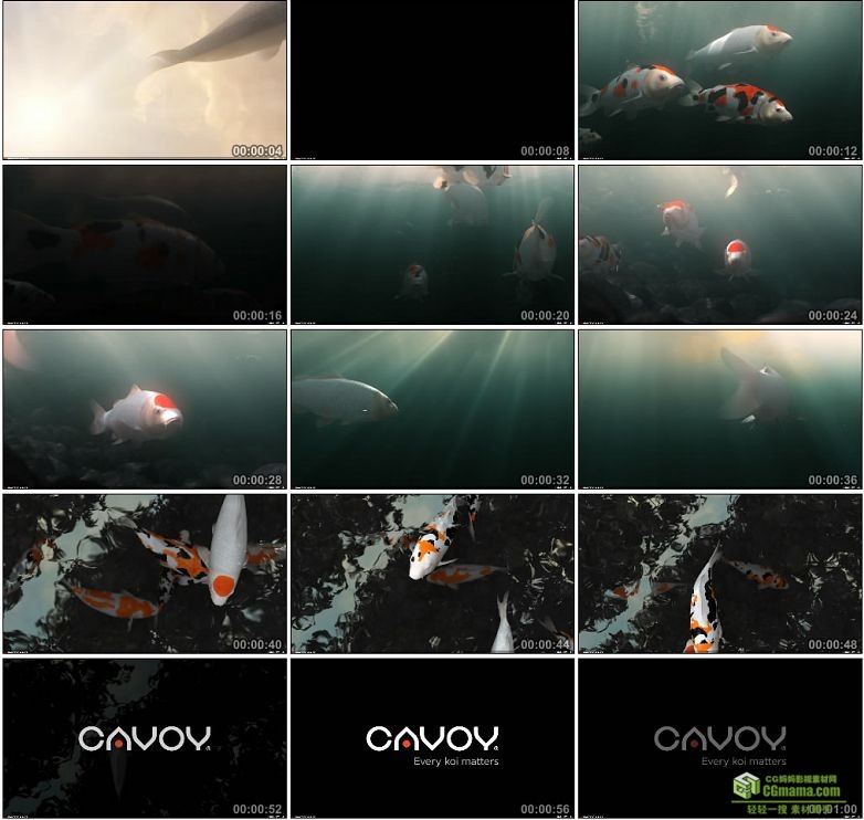 AA0042-CG动画锦鲤鲤鱼动画素材