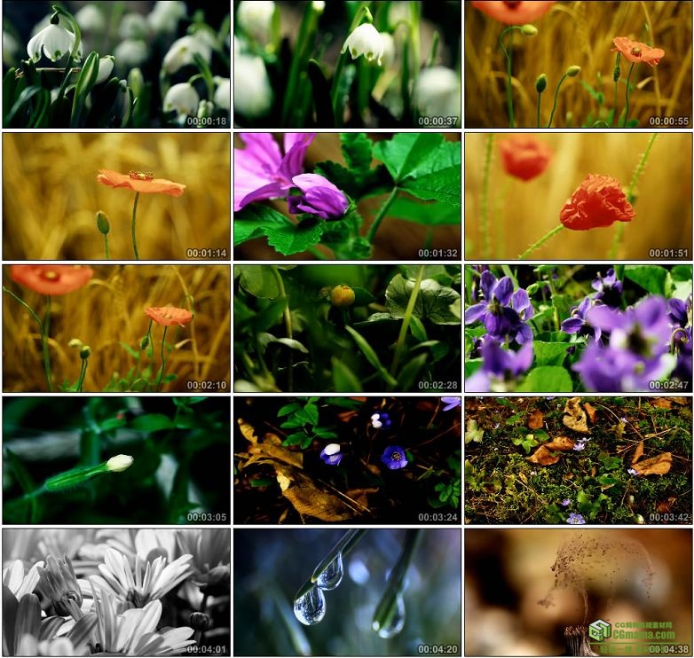 AA0066-延时摄影神奇的自然风光各色鲜花蘑菇唯美延时镜头高清实拍视频素材下载