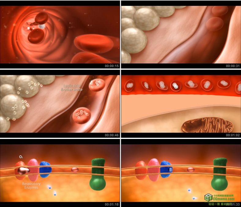 YC0969-白细胞血小板科学医疗实验动画演示小高清视频素材
