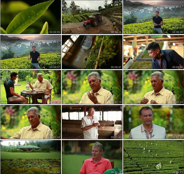 AA0256-斯里兰卡茶业红茶采茶茶叶高清实拍视频素材宣传片