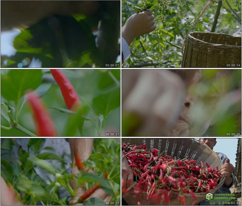 YC1135-采摘新鲜的花椒和红色朝天椒高清实拍视频素材