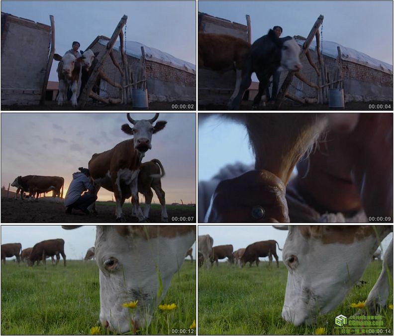 YC1137-晨曦草场奶牛挤奶畜牧高清实拍视频素材