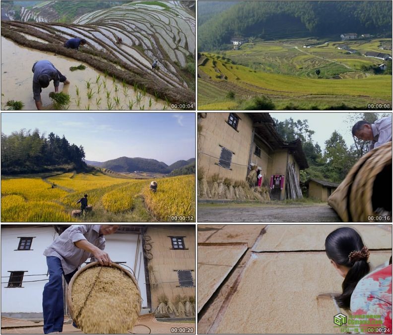 YC1144-春种秋收水稻插秧种植收获晾晒高清实拍视频素材