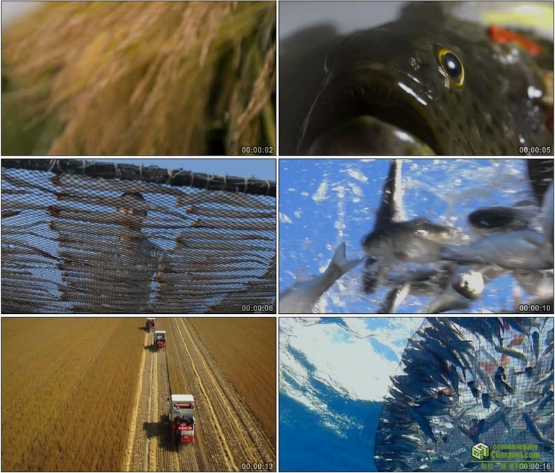 YC1181-农民捕渔业收粮收割晒鱼农业收获春天来了干高清实拍视频素材