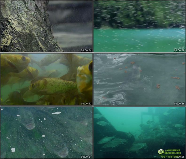YC1185-食松树花粉的嘉鱼鱼类高清实拍视频素材