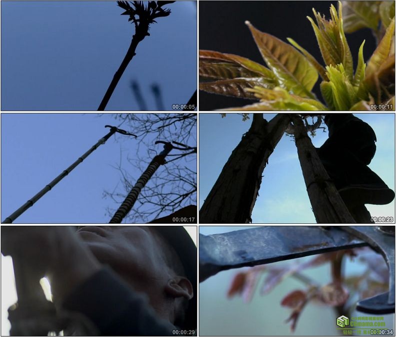 YC1203-香椿的生长和采摘高清实拍视频素材