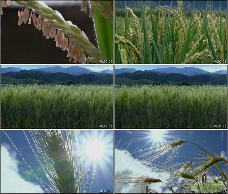 YC1207-小麦成熟的麦穗农业粮食作物高清实拍视频素材