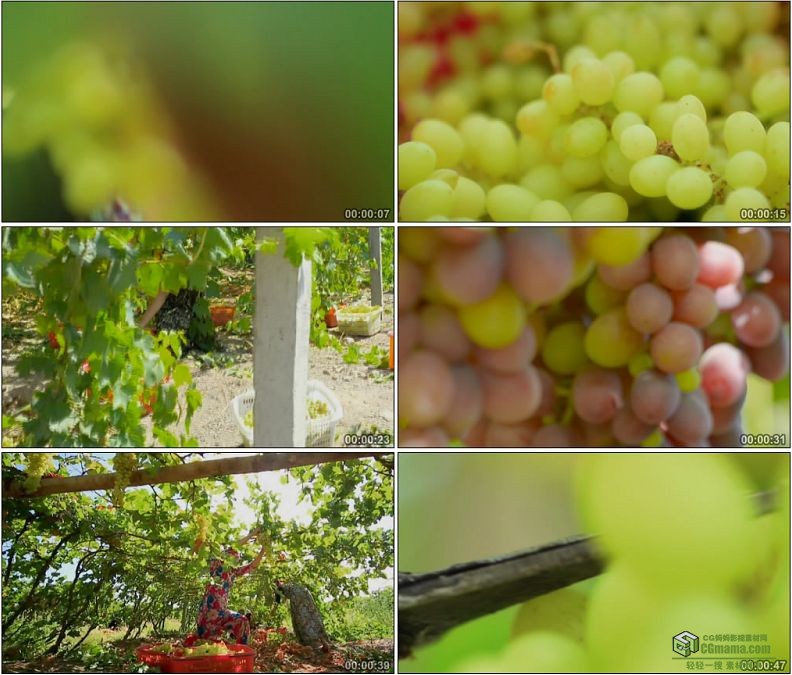 YC1210-新疆沙漠吐鲁番的葡萄丰收采摘高清实拍视频素材