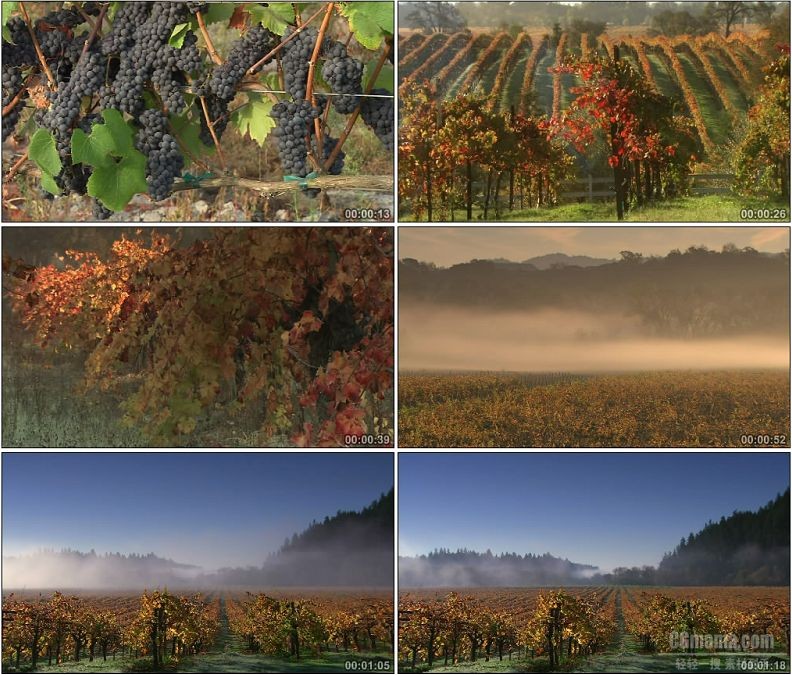 YC1534-金黄色葡萄园成熟葡萄特写高清实拍视频素材