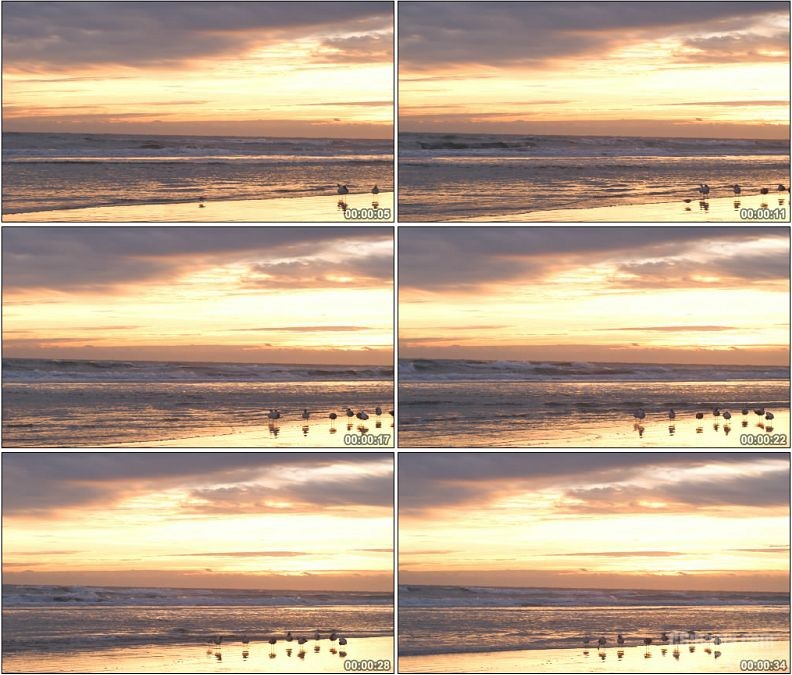 YC1556-夕阳海滩海边海鸟自然景观高清实拍视频素材