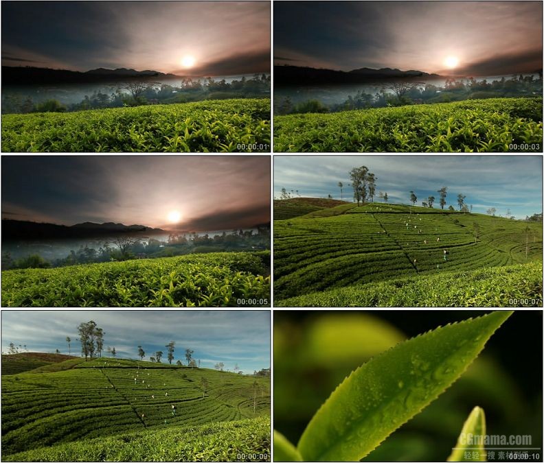 YC1696-唯美茶园茶树茶叶采茶农业种植高清实拍视频素材