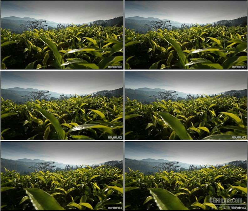 YC1697-茶树茶叶近景特写一组高清实拍视频素材