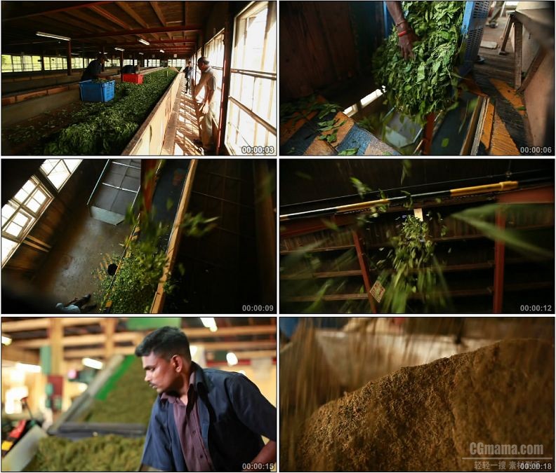 YC1698-国外制茶工艺制作红茶生产流程高清实拍视频素材