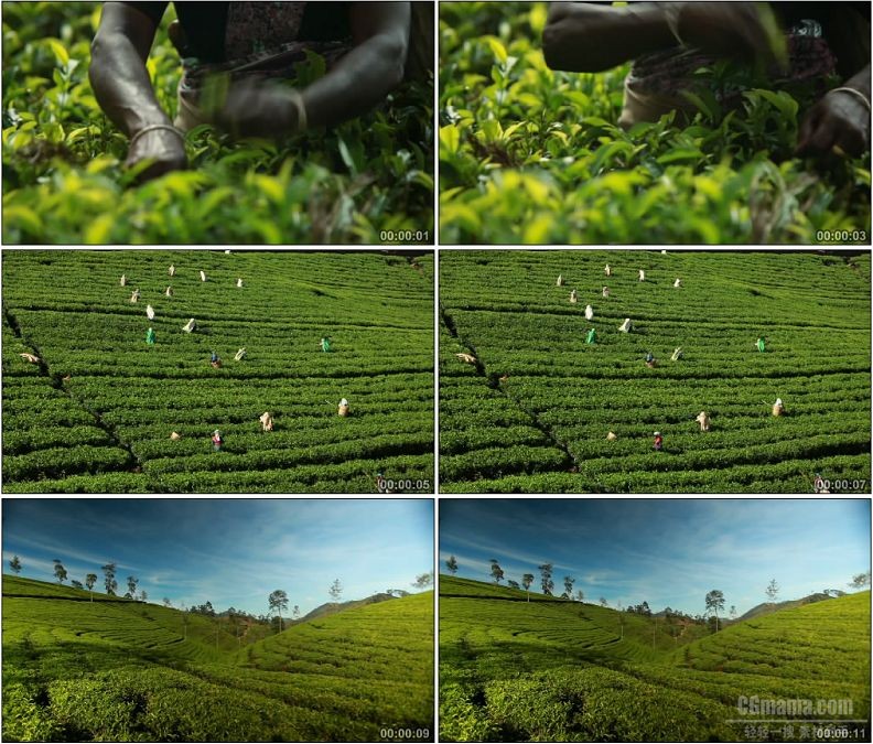 YC1701-国外茶农采茶茶园茶树斯里兰卡高清实拍视频素材