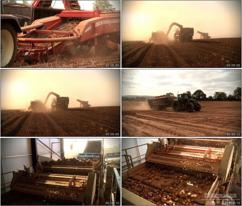 YC1734-大型机械收获土豆农业生产高清实拍视频素材