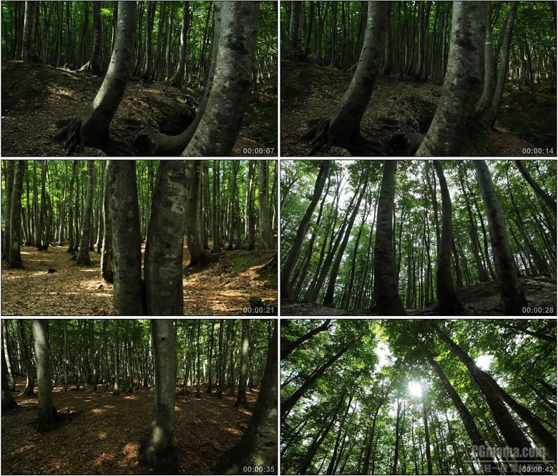 YC1764-静谧树林森林美人树绿色自然风景高清实拍视频素材