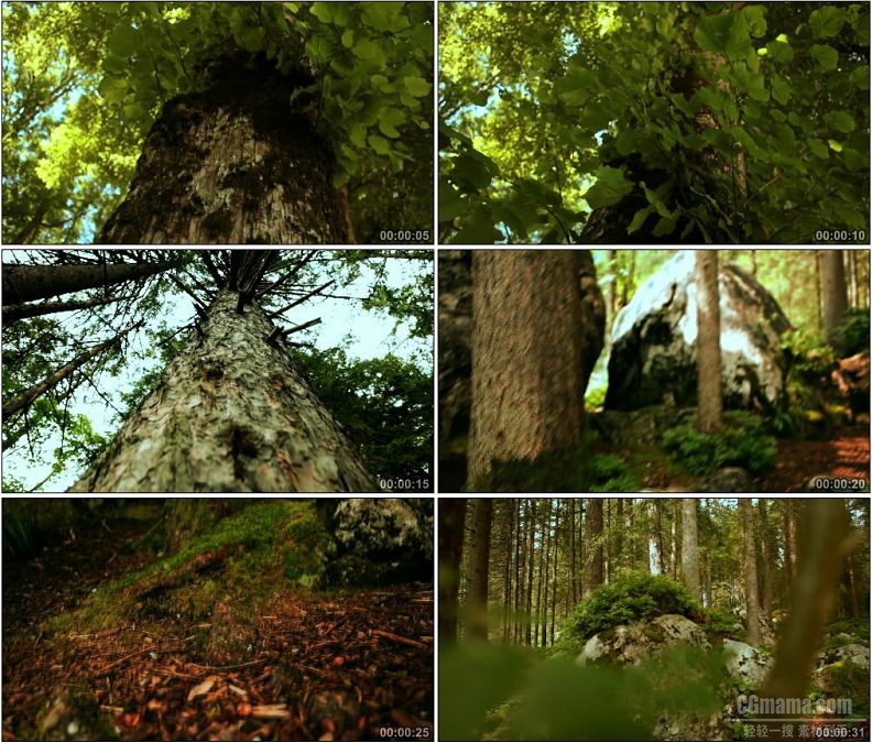 YC1951-原始森林植物大树树干高清实拍视频素材