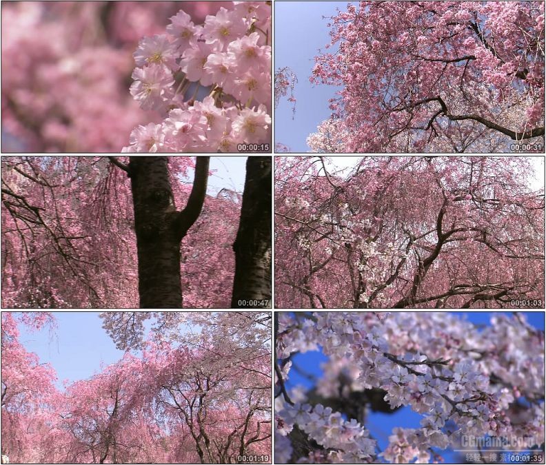 YC1973-浪漫唯美樱花树樱花特写景色高清实拍视频素材