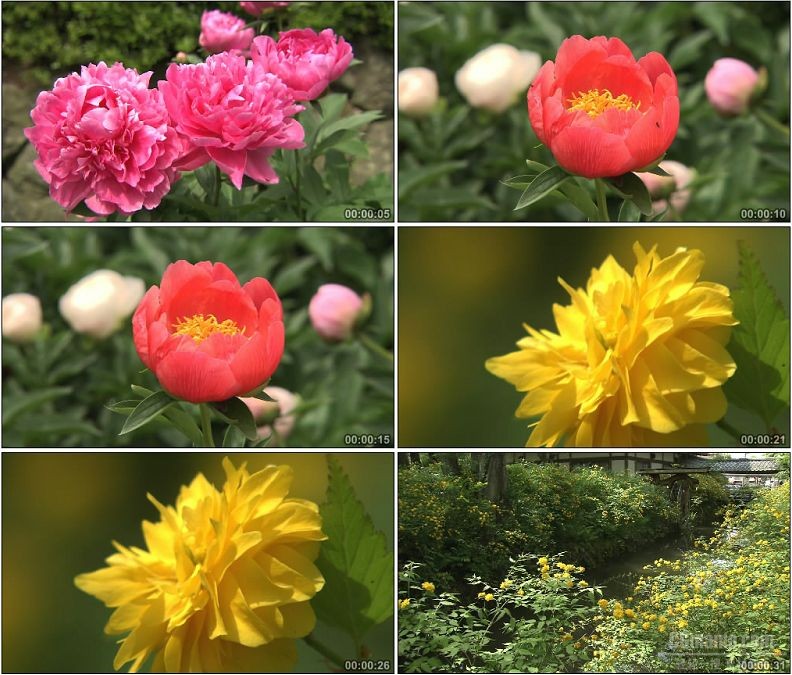 YC1983-牡丹花山菊花花卉植物风景高清实拍视频素材