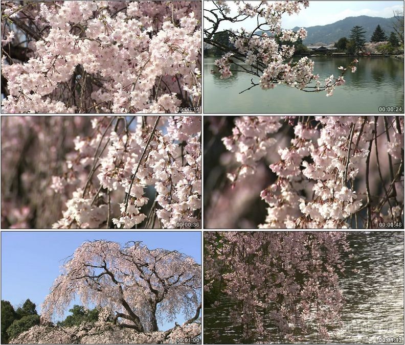 YC2015-樱花树樱花园美丽粉色樱花风景高清实拍视频素材