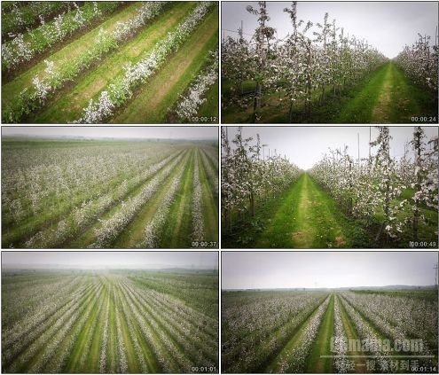 CG0036-航拍栽种大片花树的土地高清实拍视频素材