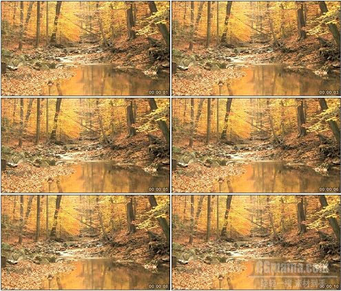 CG0100-树林里金黄色的秋景高清实拍视频素材
