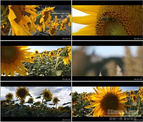 CG0121-向日葵田和麦田自然风光美景特写高清实拍视频素材